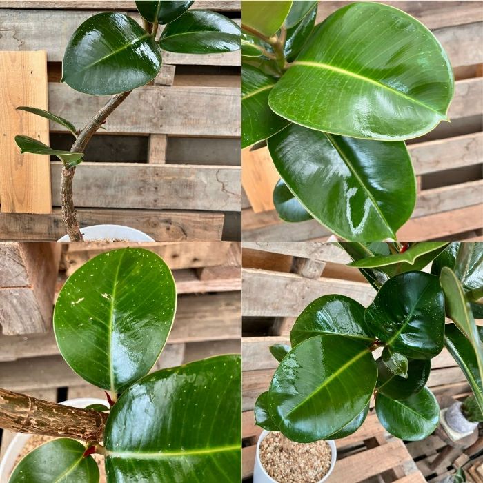 観葉植物現品販売