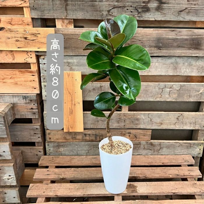 観葉植物現品販売