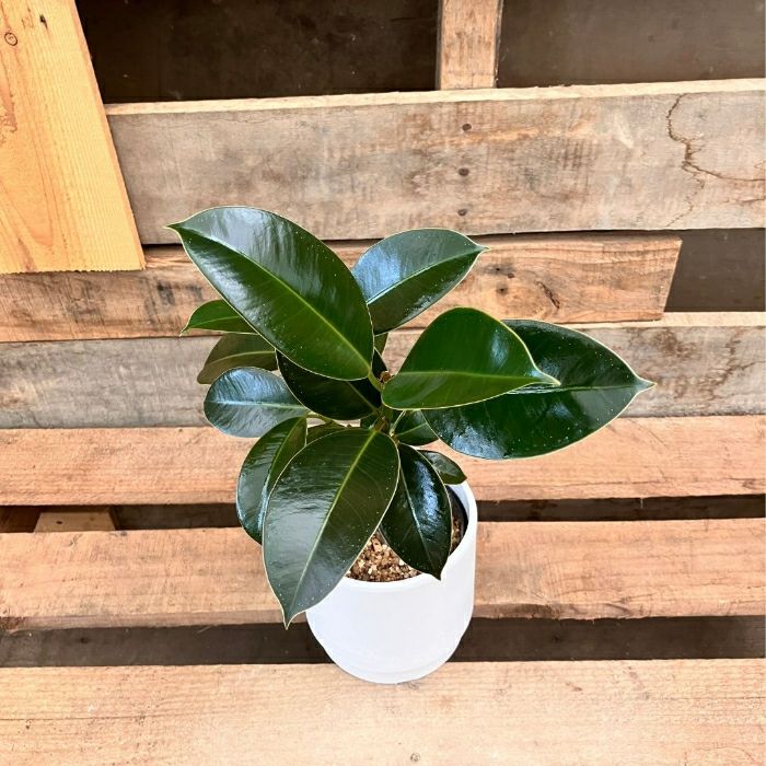 観葉植物現品販売