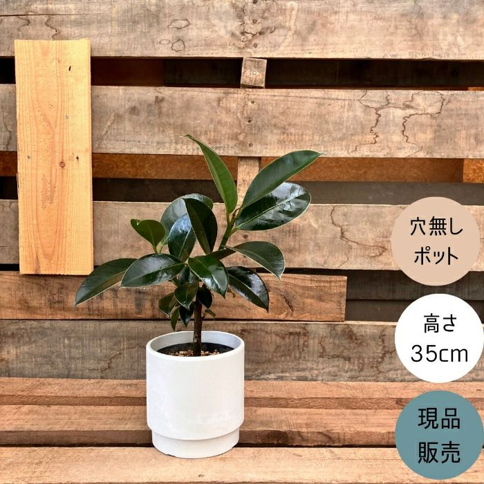 観葉植物現品販売