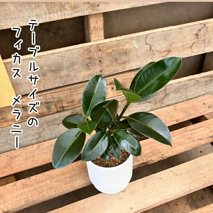 観葉植物現品販売