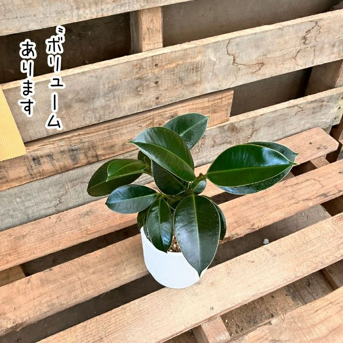 観葉植物現品販売