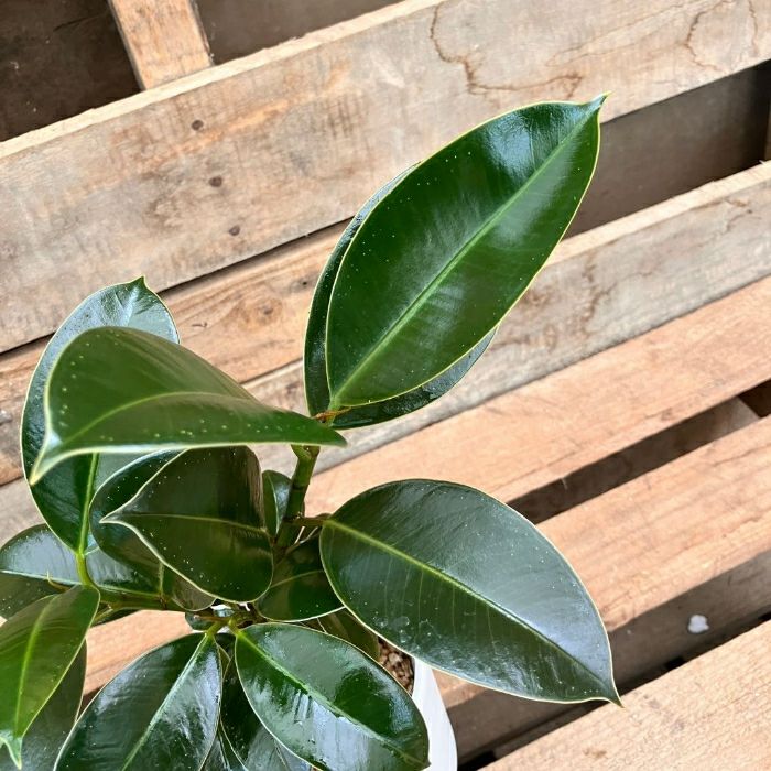 観葉植物現品販売