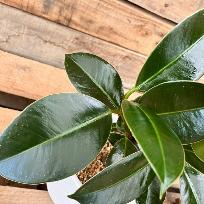 観葉植物現品販売