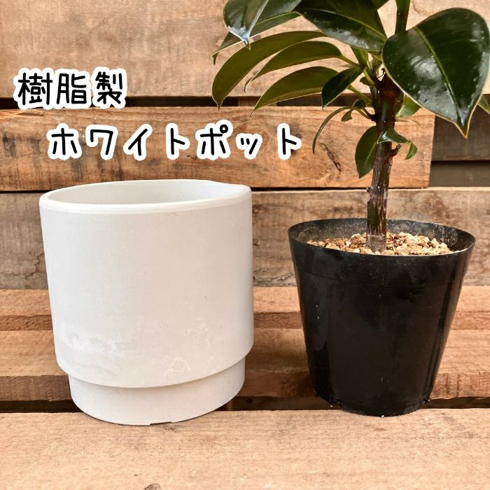 観葉植物現品販売