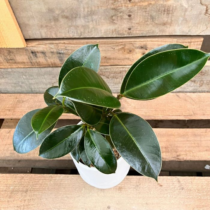 観葉植物現品販売