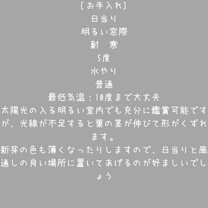 観葉植物現品販売