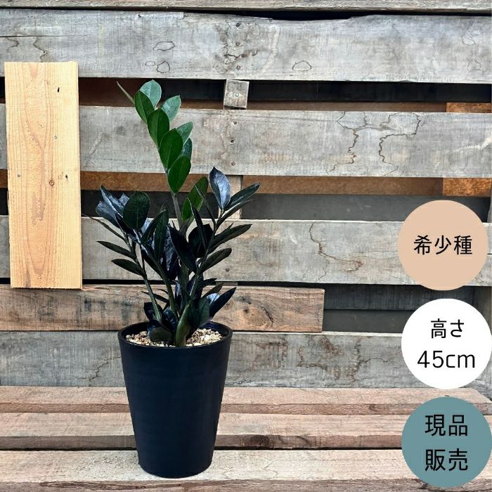 観葉植物現品販売