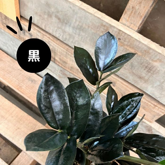 観葉植物現品販売