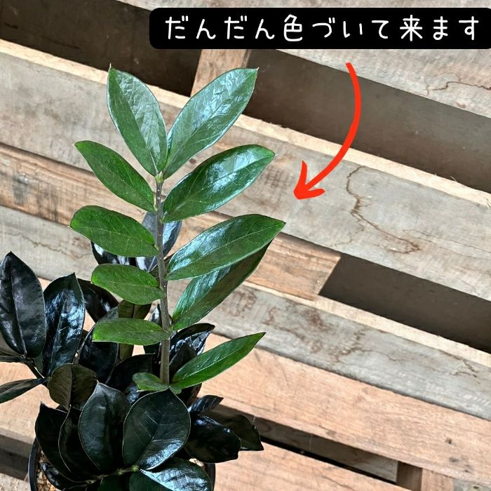 観葉植物現品販売