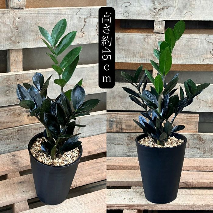 観葉植物現品販売