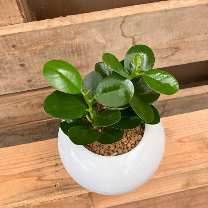 観葉植物現品販売