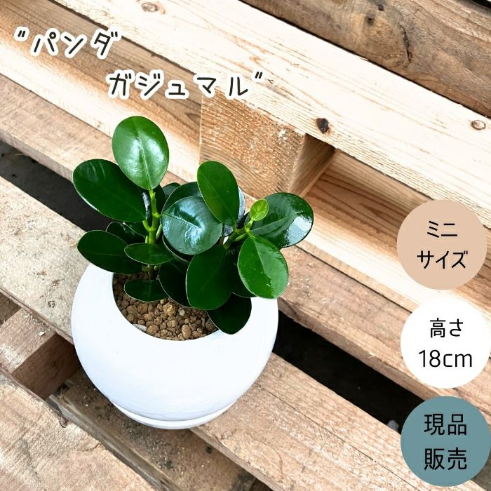 観葉植物現品販売