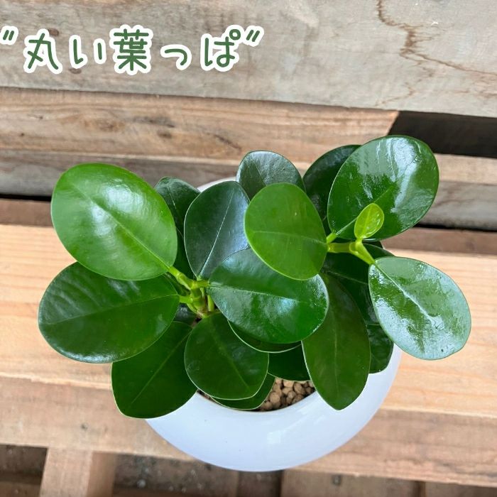 観葉植物現品販売