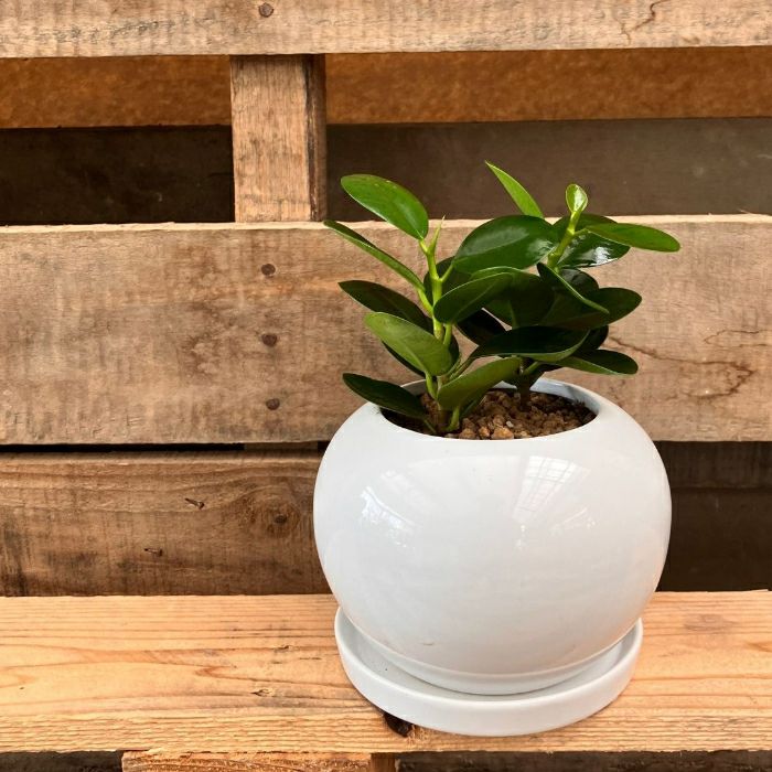 観葉植物現品販売