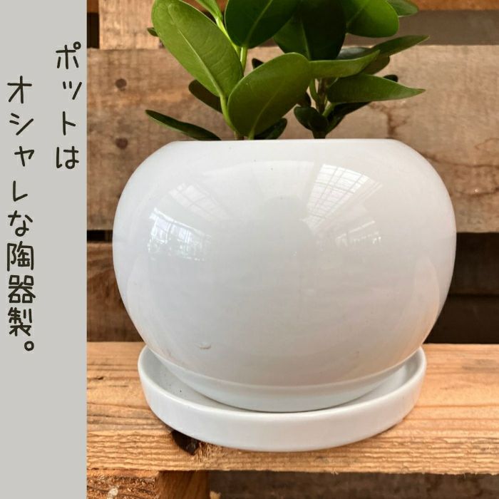 観葉植物現品販売