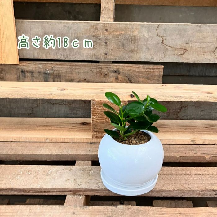 観葉植物現品販売