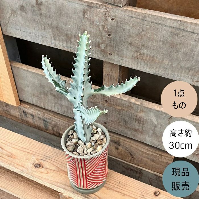 観葉植物現品販売