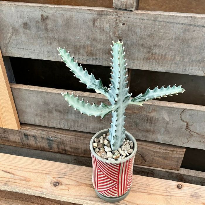 観葉植物現品販売