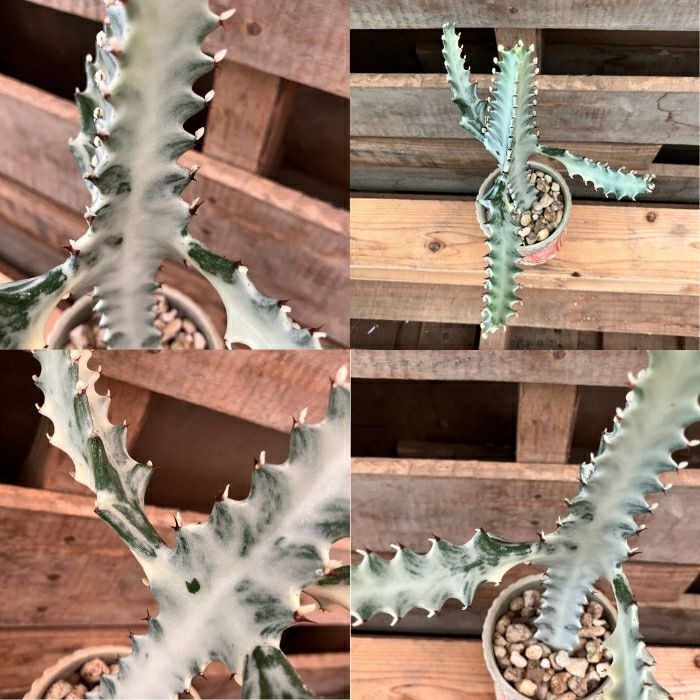 観葉植物現品販売