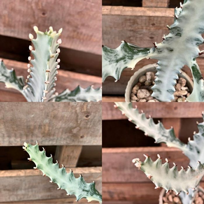 観葉植物現品販売