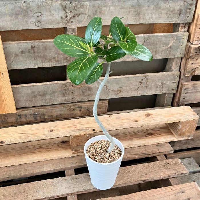 観葉植物現品販売