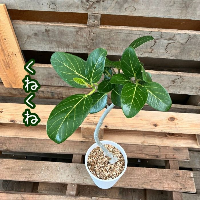 観葉植物現品販売