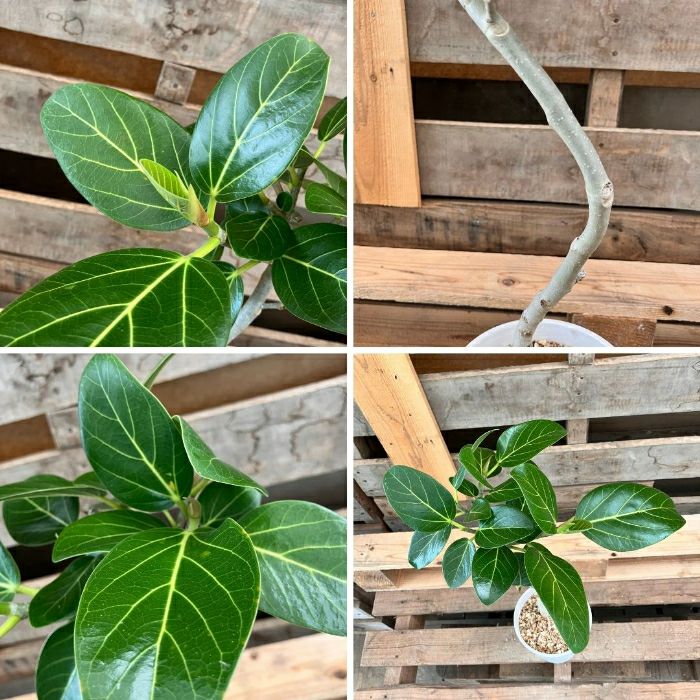 観葉植物現品販売