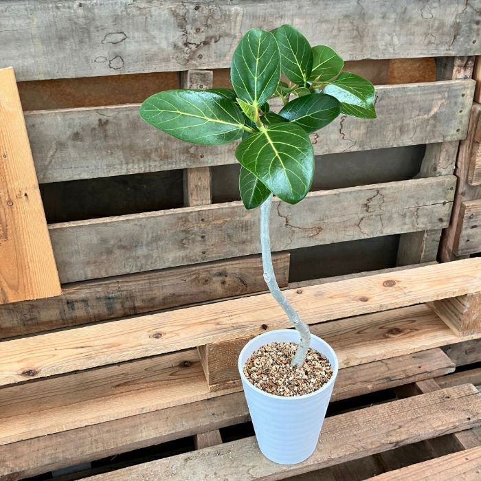 観葉植物現品販売