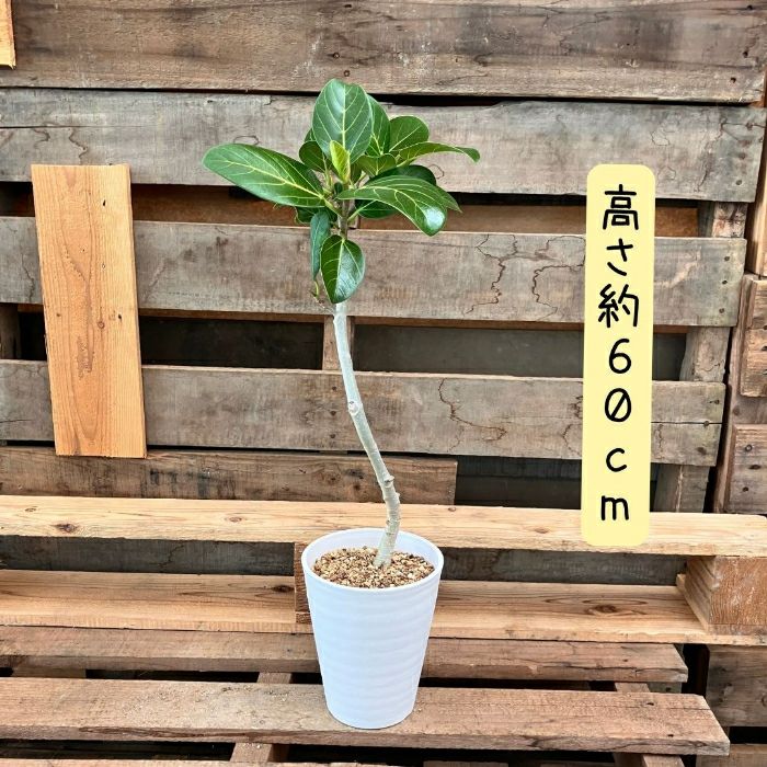 観葉植物現品販売