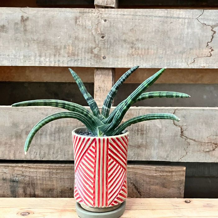 観葉植物現品販売