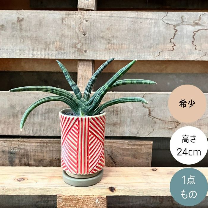 観葉植物現品販売