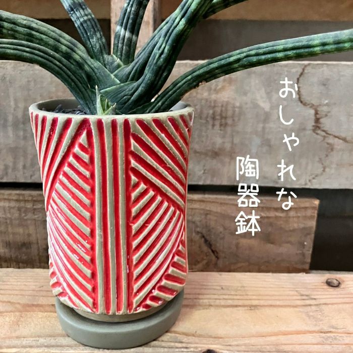 観葉植物現品販売