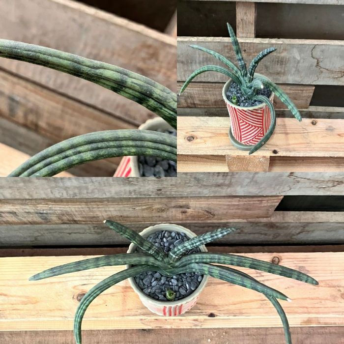 観葉植物現品販売