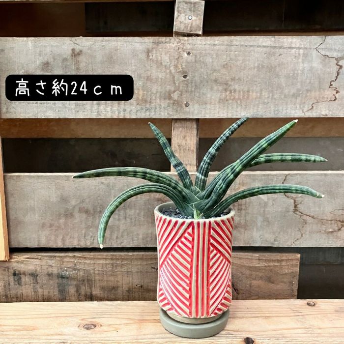 観葉植物現品販売