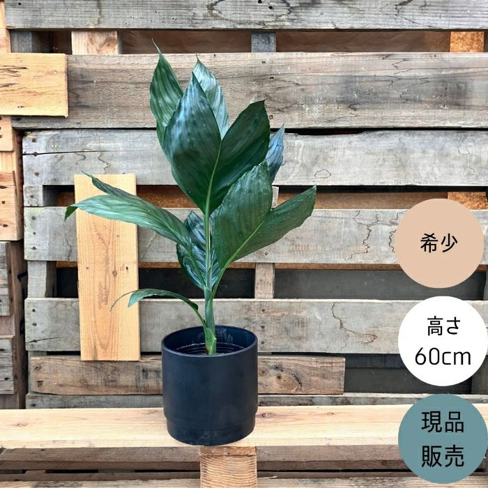 観葉植物現品販売