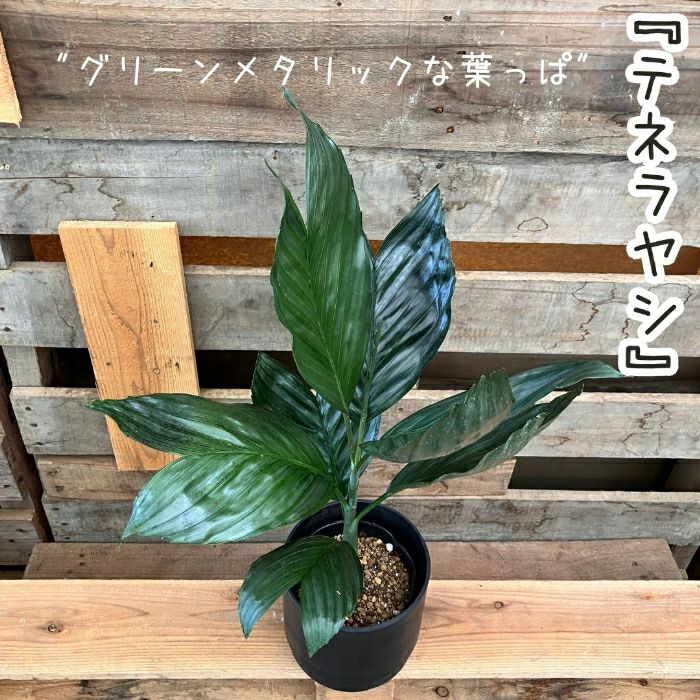 観葉植物現品販売