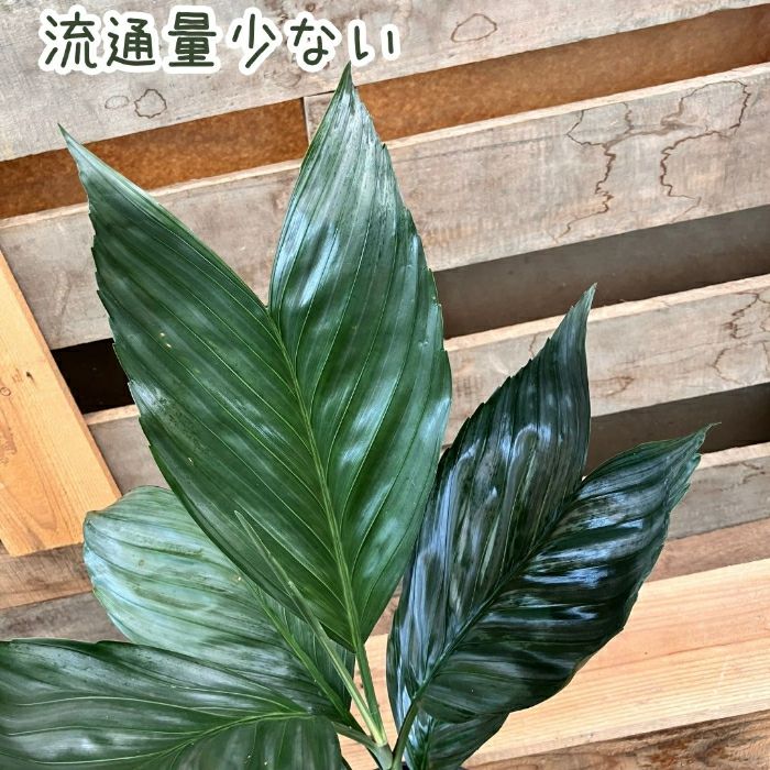 観葉植物現品販売