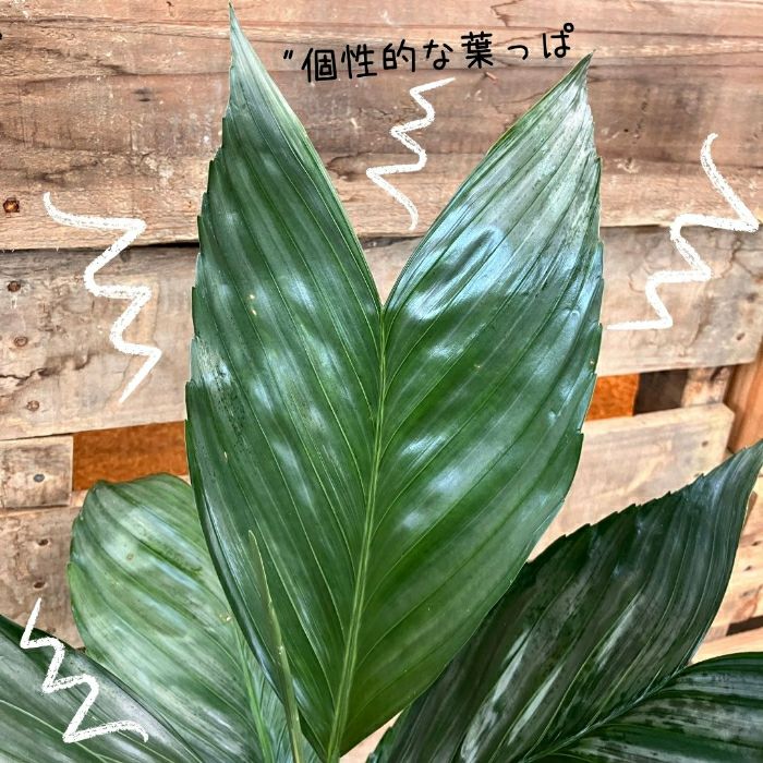 観葉植物現品販売