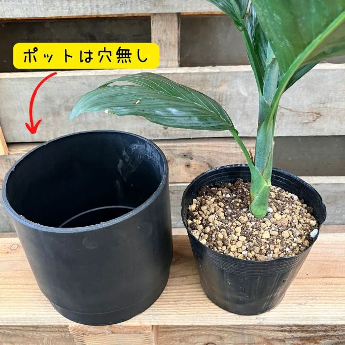 観葉植物現品販売