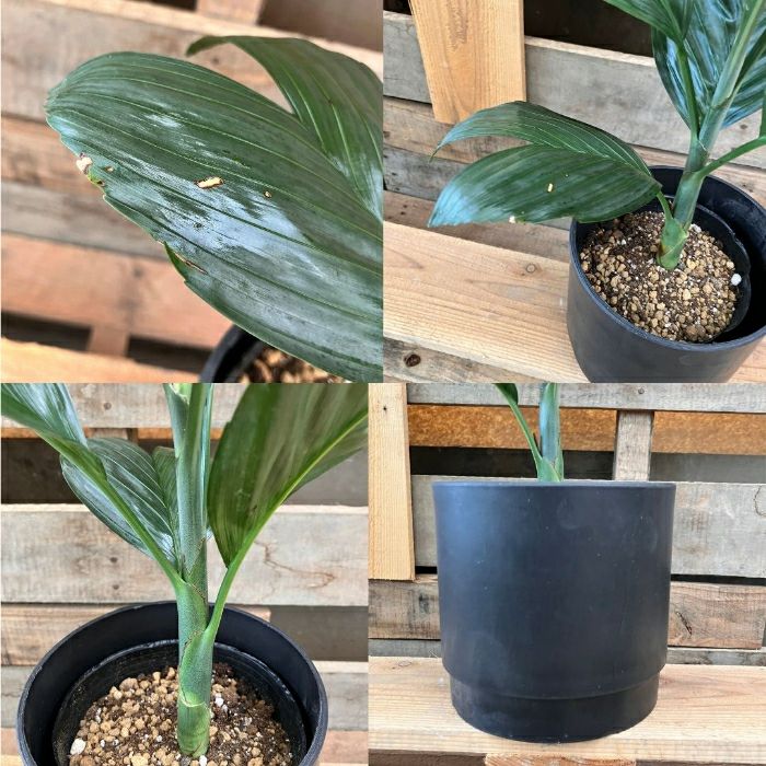 観葉植物現品販売