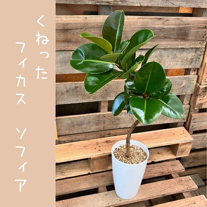 観葉植物現品販売
