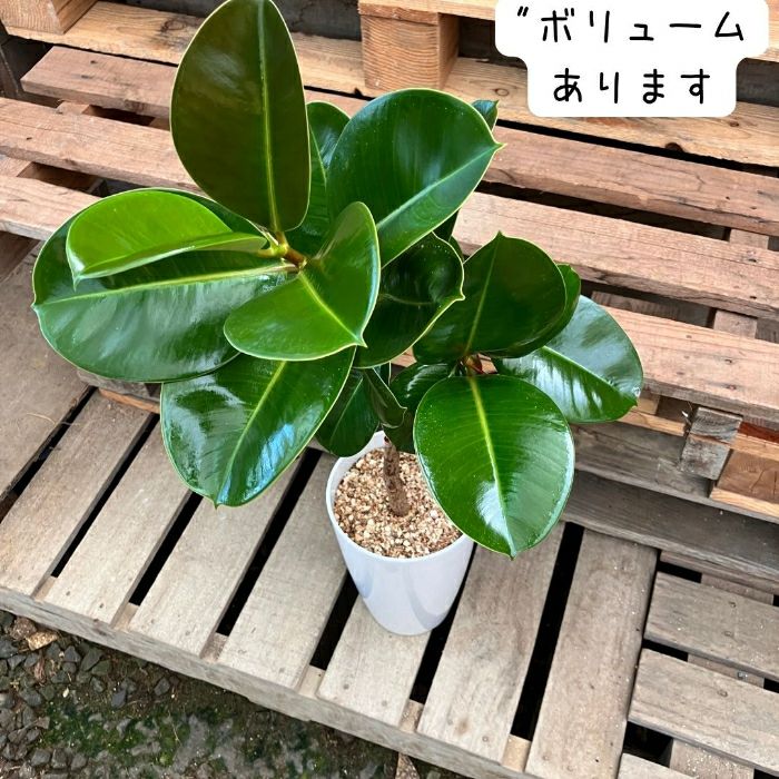 観葉植物現品販売