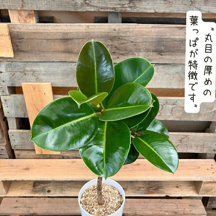 観葉植物現品販売