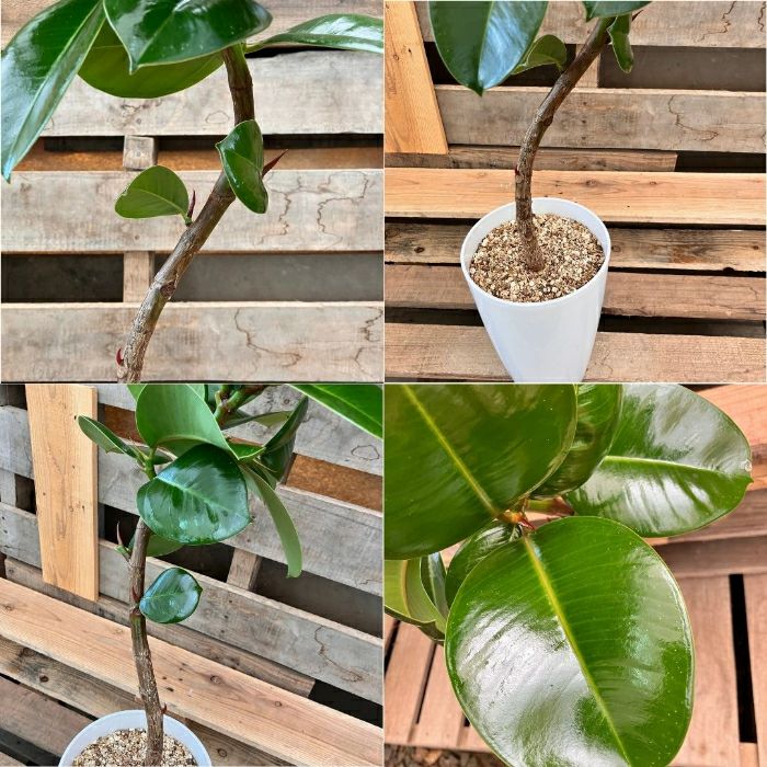 観葉植物現品販売