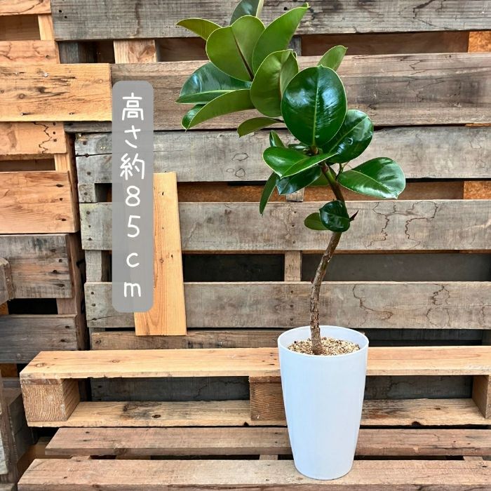 観葉植物現品販売