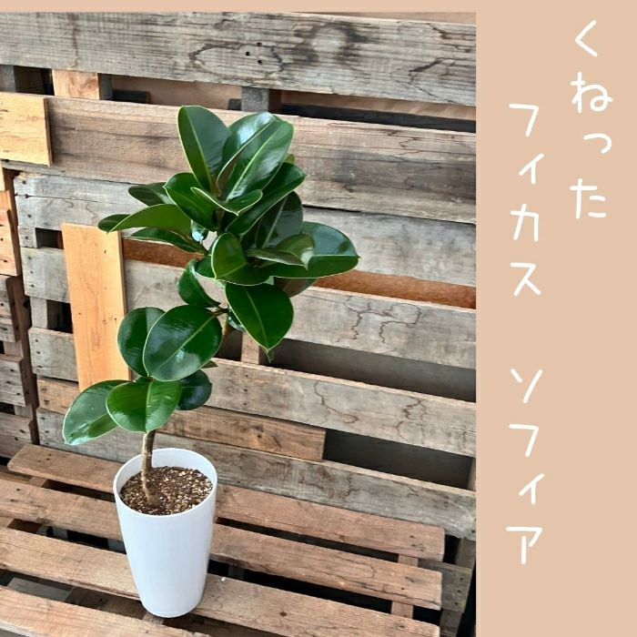 観葉植物現品販売