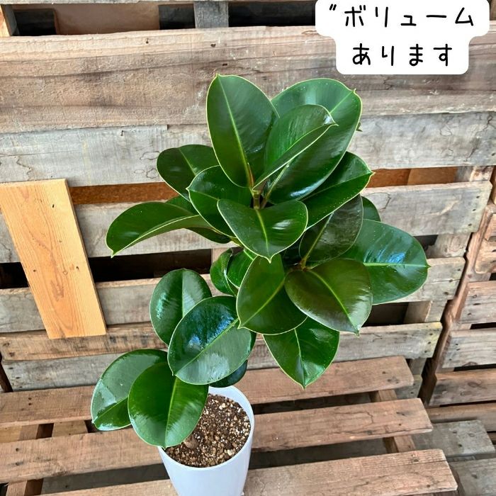 観葉植物現品販売