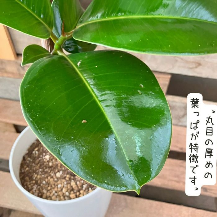 観葉植物現品販売