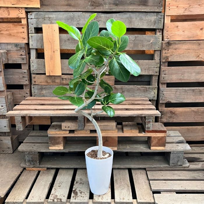 観葉植物現品販売